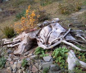 Plant growing on rocks