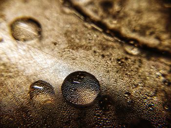 Close-up of water drops