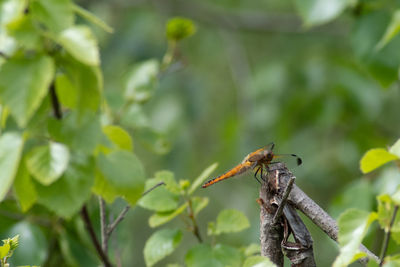 Close-up of insect on plant