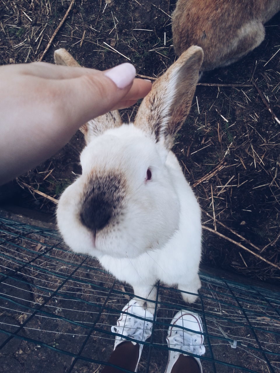 animal themes, one animal, domestic animals, person, mammal, pets, white color, part of, relaxation, personal perspective, high angle view, cropped, holding, close-up, low section, unrecognizable person, young animal