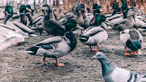 Flock of pigeons on field