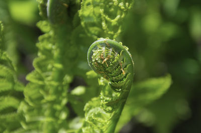 Close-up of fern leaf