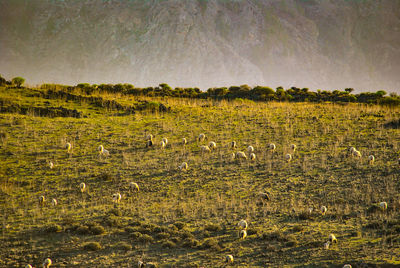 View of birds on land