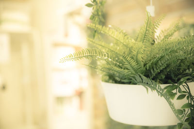 Close-up of christmas tree