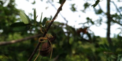 Low angle view of plant