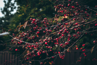 Brunches with red berries late autumn in western europe 