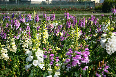 Close-up of purple flowering plants in park