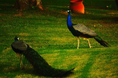 Bird on grassy field