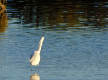 Close-up of swan swimming in lake