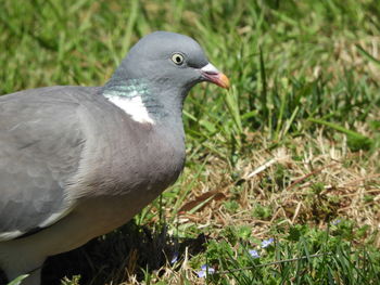 Close-up of bird perching on a field