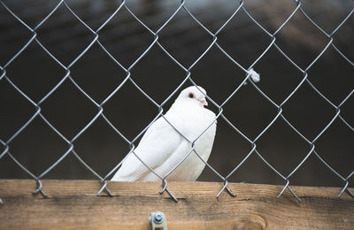 Seagull perching on chainlink fence