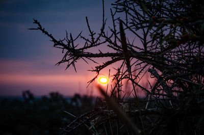 Silhouette plants against sky during sunset