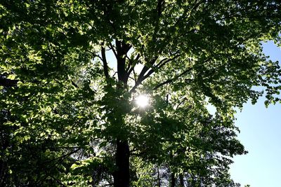 Low angle view of sunlight streaming through trees