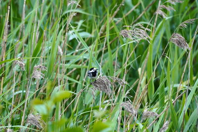 Bird perching on a field