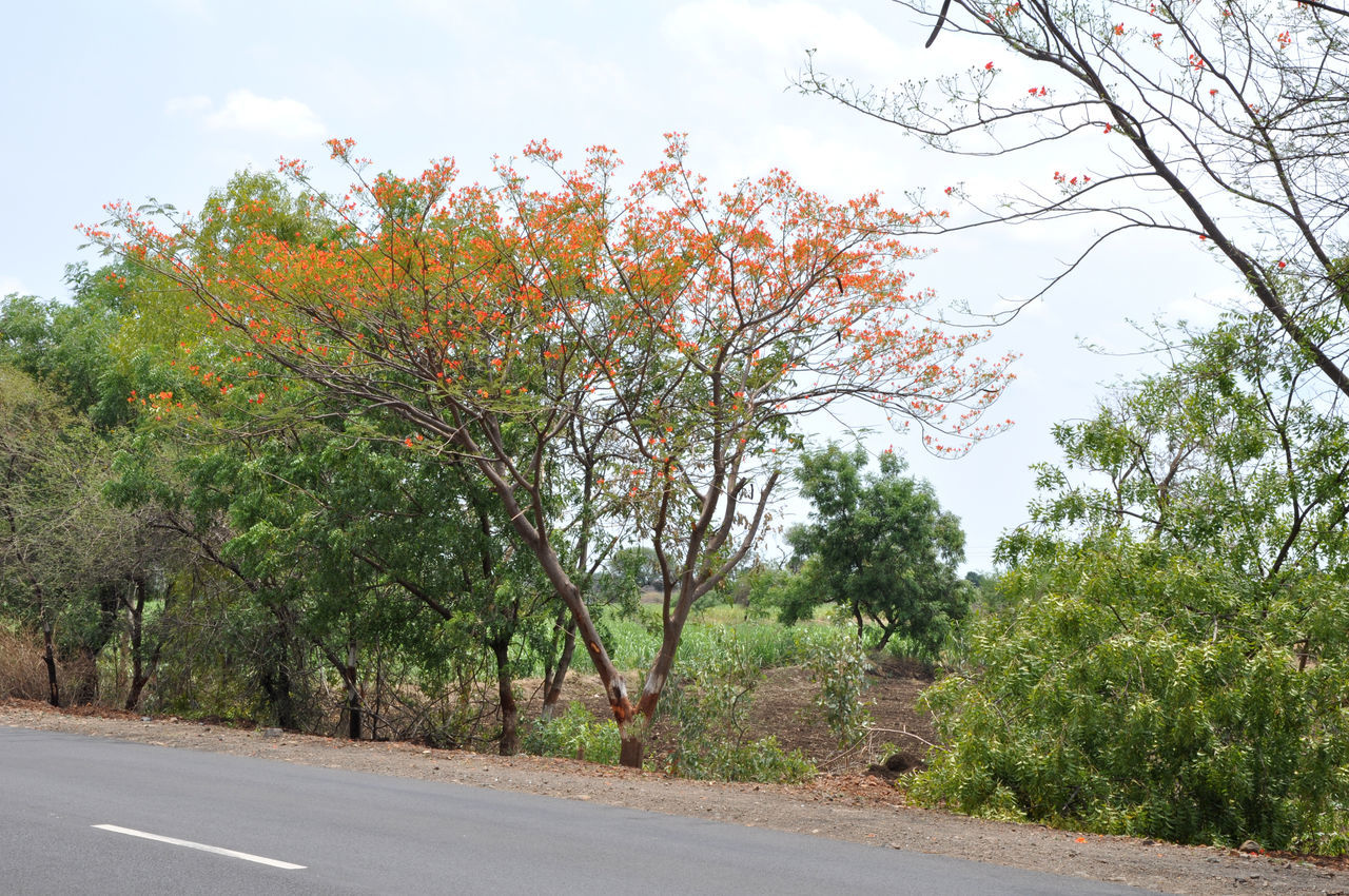 SCENIC VIEW OF ROAD AMIDST TREES AGAINST SKY