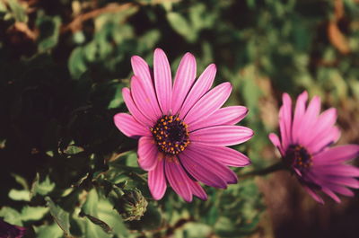 Close-up of bee on pink flower