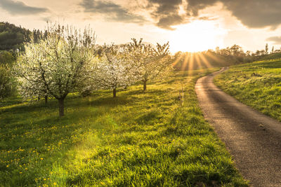 Scenic view of field against sky during sunset