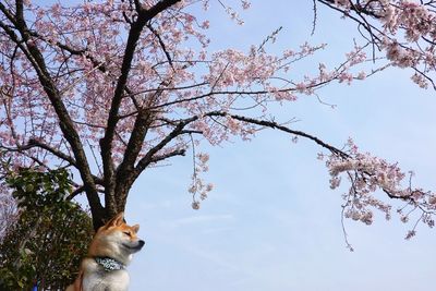 Low angle view of cherry blossoms against sky