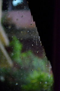 Close-up of wet leaf