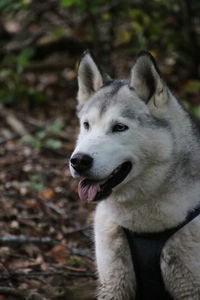 Close-up of a dog