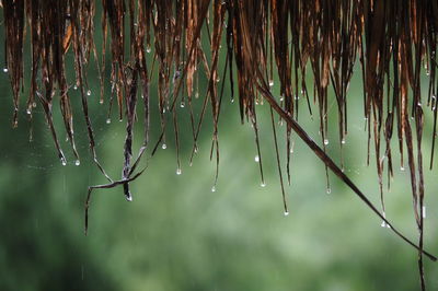 Close-up of wet plant during rainy season