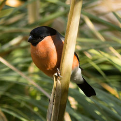 Close-up of bird perching on tree