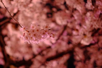 Close-up of flower tree