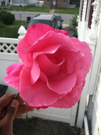 Close-up of pink rose