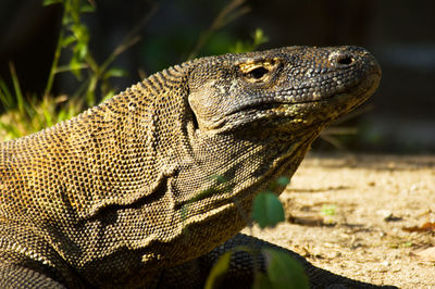 Close-up of lizard