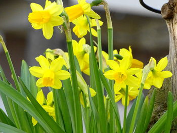 Close-up of yellow daffodil flowers