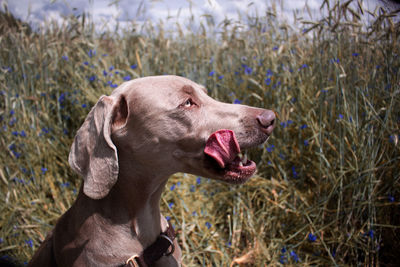 Close-up of dog looking away on field