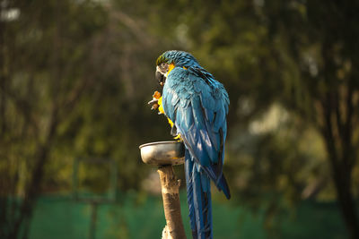 The blue and yellow macaw eating a nut in the zoo.