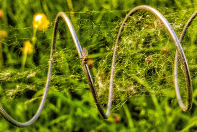 Close-up of fresh green plants on land