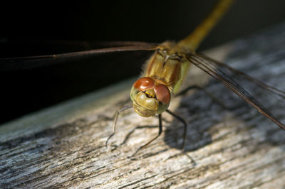 Close-up of dragonfly on a fallen tree