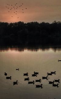 Flock of birds flying over lake during sunset