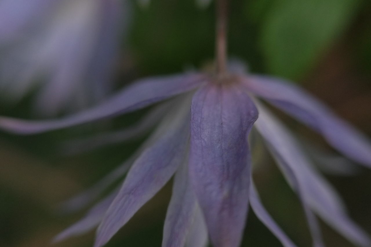 CLOSE-UP OF PURPLE FLOWER