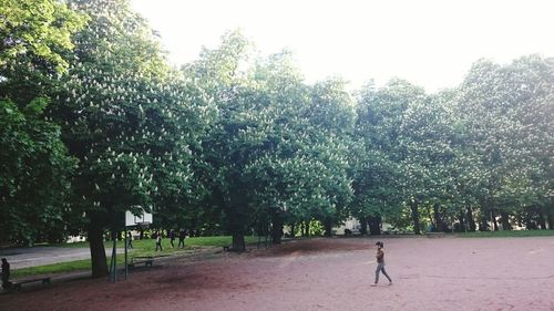 Trees growing in sunlight