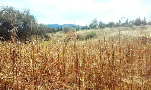 Close-up of field against sky