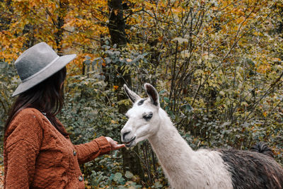 Young woman feeding a cute llama in forest.