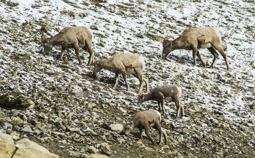 View of sheep