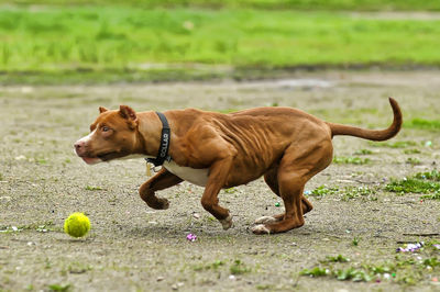 Side view of a dog looking away