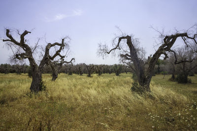 Trees on field against sky