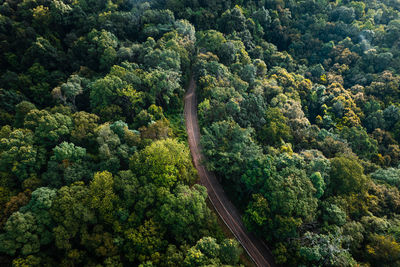 High angle view of trees in forest