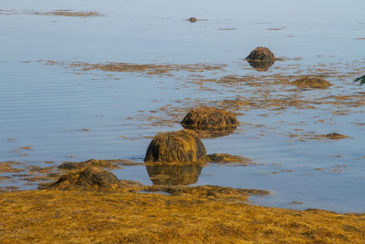 Seaweed covered rocks 