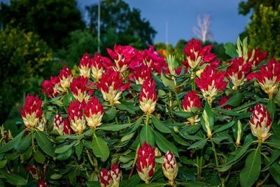 Close-up of red flowering plants