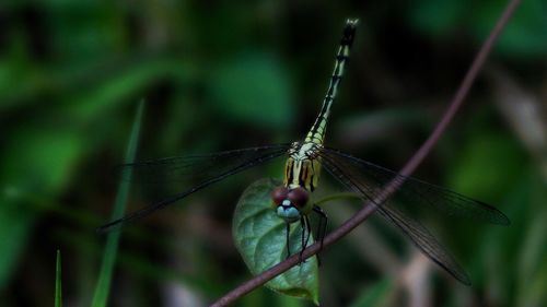 Close-up of damselfly on leaf