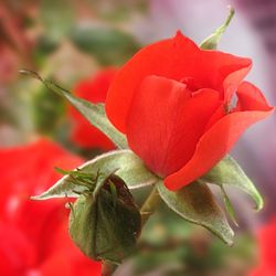 Close-up of red flower