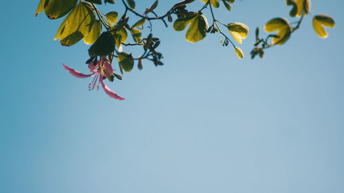 Low angle view of tree against clear blue sky