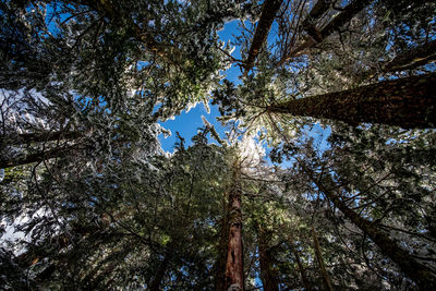 Low angle view of trees against sky