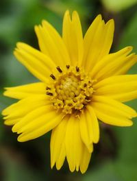 Close-up of yellow flowering plant